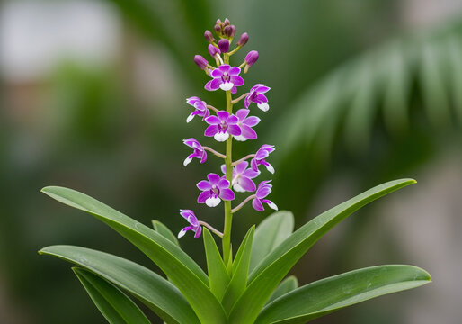 Close Up Beautiful Purple and White Aerides Odorata Orchid Flower Blooming