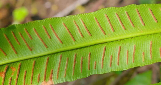 Hart&rsquo;s-tongue fern (Asplenium scolopendrium) leaf underside with sori