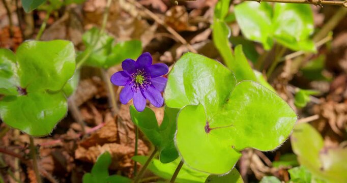 Hepatica nobilis (common hepatica) in bloom on spring forest floor