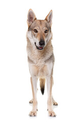 Obraz premium czechoslovakian wolf dog