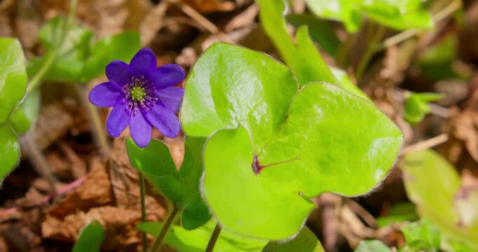 Hepatica nobilis (common hepatica) in bloom on spring forest floor