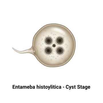 Entamoeba histolytica cyst stage isolated on a transparent background