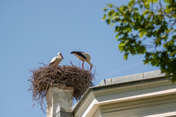 Dwa bociany w gnieździe na kominie na tle nieba.   © Monika