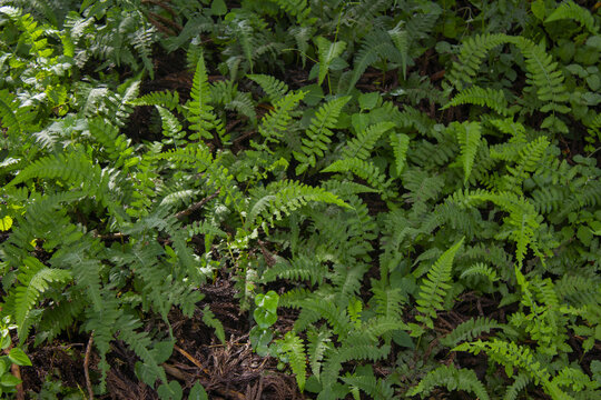 
These are bracken growing in the forest.