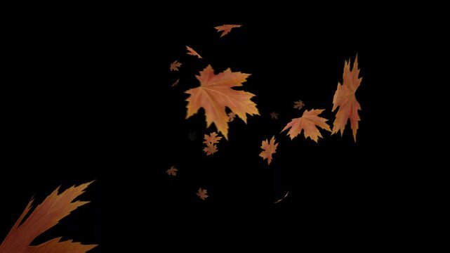 3D autumn maple leaves full screen block transition. Covers the whole screen with an alpha channel (transparent background). Perfect for seamless scene cuts or can be reversed to reveal a new scene.