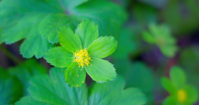 Broad-leaved Sanicula (Sanicula epipactis) flower in forest understory
