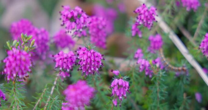 Winter heath in bloom (Erica carnea) with vibrant pink flowers