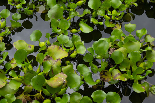 Lush green water hyacinth plants floating densely on a pond surface