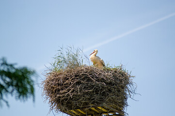 Bocianie gniazdo zarośnięte trawami na tle błękitnego nieba. Jeden bocian biały w gnieździe.   © Monika