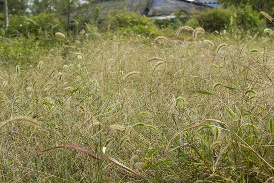 It is a meadow full of Setaria viridis.
