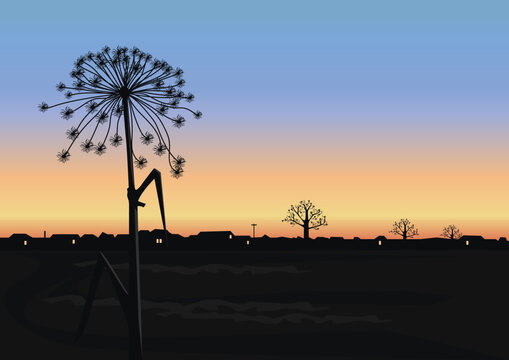 A dry, huge hogweed umbel on a tall stem against a sunset backdrop. Hand-drawn vector illustration of a beautiful sunset landscape.
