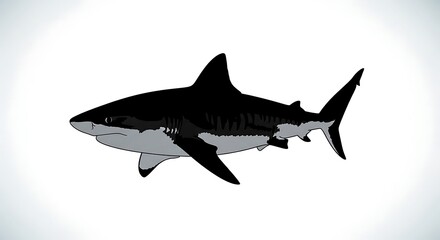 Naklejka premium Black shark swimming in white background.