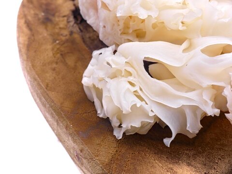 Curly Sparassis/Sparassis crispa, also known as &ldquo;Cauliflower Mushroom&rdquo; - Edible mushroom