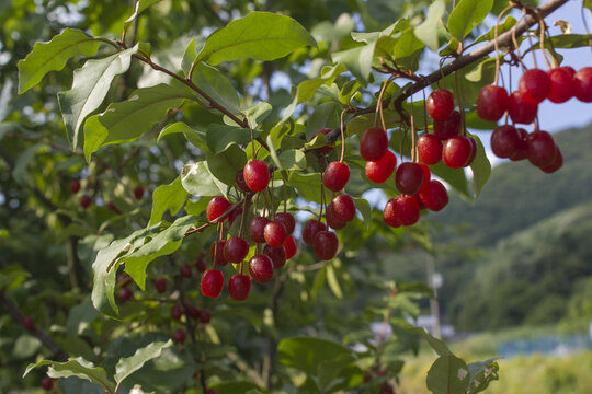 Ripe Autumn Olive Berries (Elaeagnus Umbellata) growing on a branch . oleaster