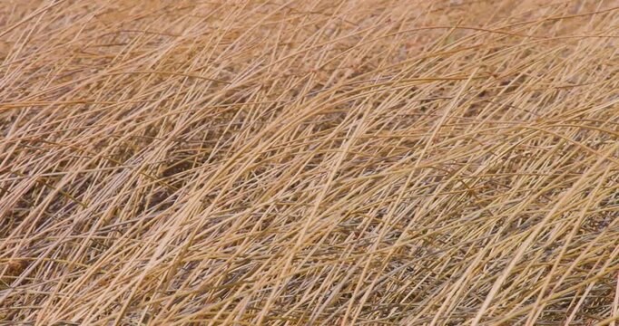 4K video; Dry yellow reed blowing in strong wind, Patagonia Chile
