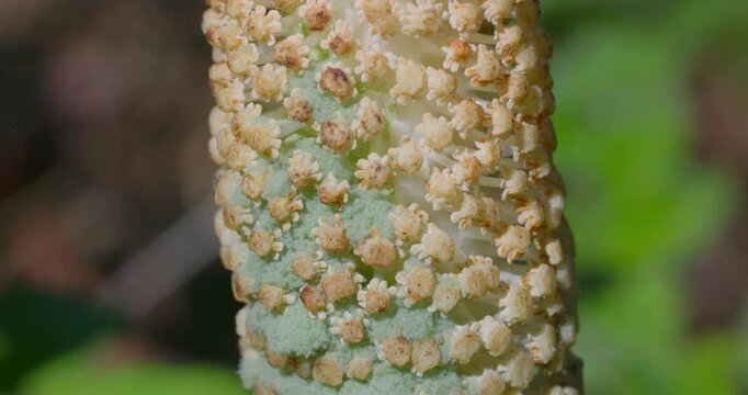 Great horsetail (Equisetum telmateia) sporangia and spores macro
