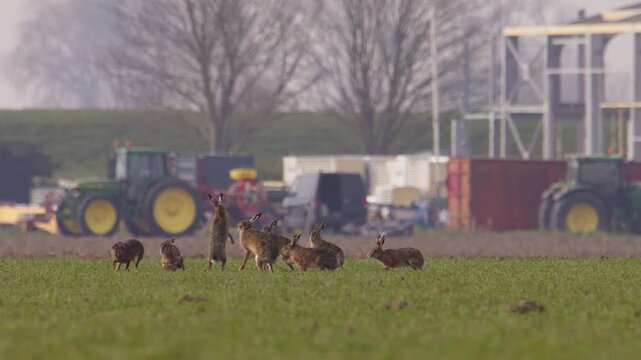 Hares boxing and standing on hind legs during March madness breeding season