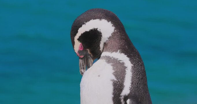 4K video; Close up of a Magellanic penguin (Spheniscus magellanicus) grooming itself in a rookery at the east coast of Argentina