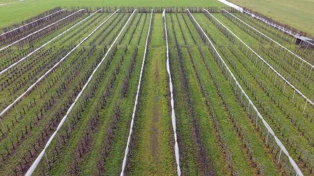 Aerial View Of Vineyard Rows With Trellis Supports, Neat Linear Vines And Drainage Channels, Repetitive Geometry Conveys Cultivation, Pruning Structure And Seasonal Growth Patterns