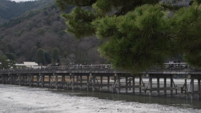 Togetsukyo wooden bridge over Oi River framed by pine tree with mountain backdrop, Arashiyama Kyoto Japan