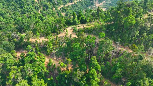 Aerial drone view of deforested hills with winding dirt roads, highlighting illegal logging activities, environmental degradation, and the urgent impact of deforestation on ecosystems, climate change.