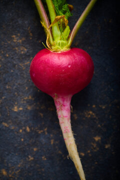 Red radish freshly picked from the garden