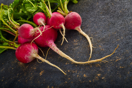 Red radishes freshly picked from the garden