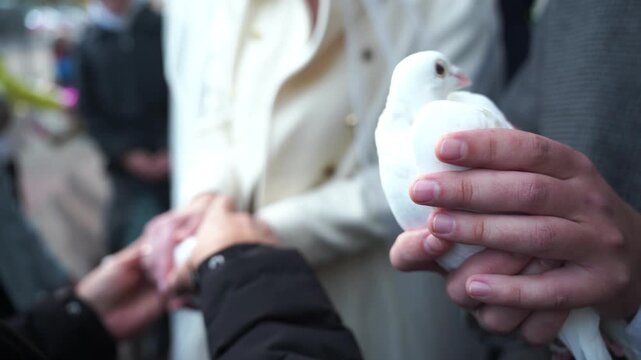 Groom and bride hold pigeons in their hands