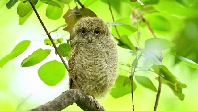 Cute Baby Owl Perched on a Tree Branch in Lush Green Forest