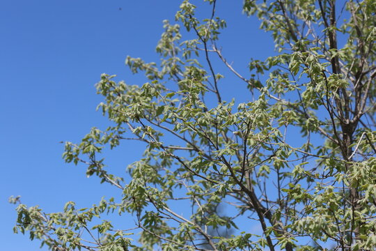 Golden Canopy: Flowering Oak Tree with Male Catkins Against Blue Sky
