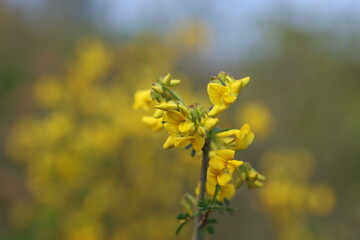 Obraz premium Vibrant Yellow Hippocrepis Emerus Flowers Blooming on a Wild Shrub in Spring