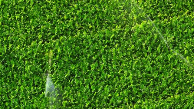 Overhead drone image of irrigation system maintaining healthy crops, showing precision watering, efficient resource management, and the importance of water in modern agriculture. 4k.
