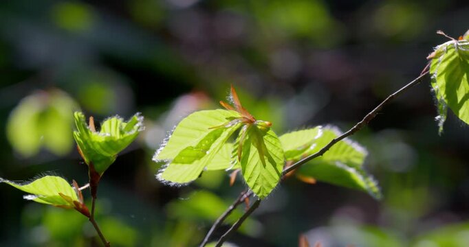 Young European beech leaves (Fagus sylvatica) in backlight