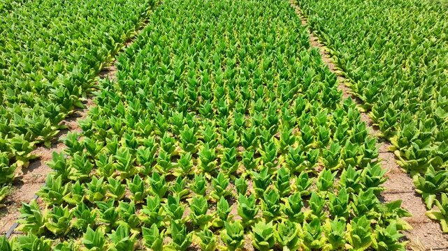 High-angle drone of a tobacco field in tidy grids, showing healthy green foliage and farm layout that reflects careful planting, crop care, and practical cultivation practices. 4k.
