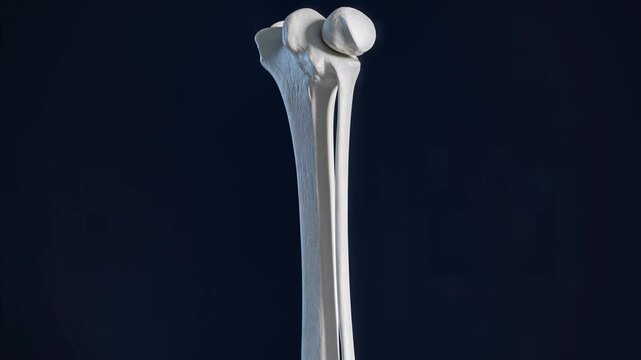 Human Femur Bone Close-up on Dark Blue Background Photorealistic Medical Illustration 3D