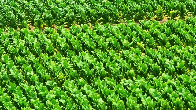 High-angle view of young tobacco plants in neat beds, highlighting small-scale farming&rsquo;s role in local economies and the delicate balance between tradition and modern crop diversification. Thailand. 