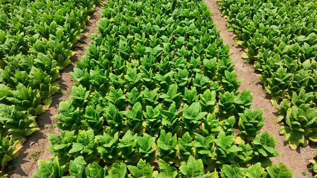 Drone view capturing expansive tobacco fields with vibrant rows, reflecting current discussions on agricultural practices, economic dependence, and shifting global attitudes toward tobacco production.