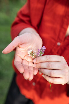 Hand holding clover flowers with ladybug outdoors in nature