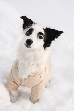 Border collie wearing jacket outdoors in snow during winter
