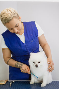 Groomer combing white Pomeranian dog in pet salon during grooming