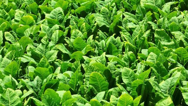 Bird&rsquo;s-eye view of young tobacco plants stretching across farmland, emphasizing crop health, cultivation practices, and the role of tobacco production in local and export economies. Thailand. 4k.

