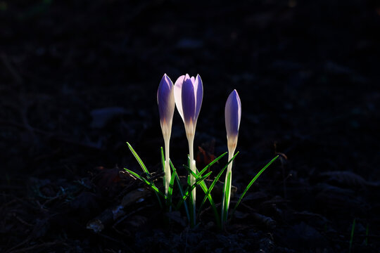 Crocus blossom in German meadow symbolizing spring awakening