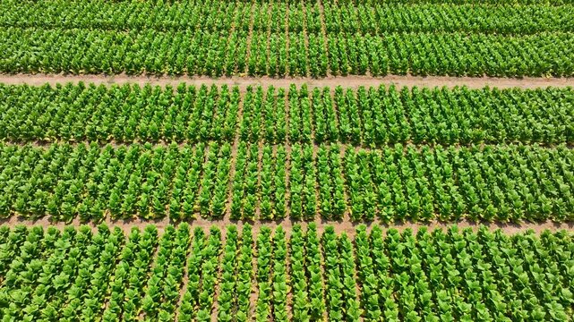 Aerial drone shot of tidy tobacco rows forming geometric patterns across sunlit soil, a striking visual that contrasts agricultural order with ongoing debates about health and rural livelihoods. 4k.
