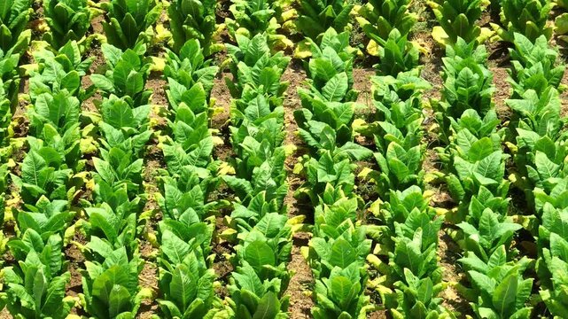 High-angle view of tobacco crops arranged in precise grids, visualizing how plant productivity, seasonal yields, and farm management contribute to rural income and market supply. Thailand. 4k.
