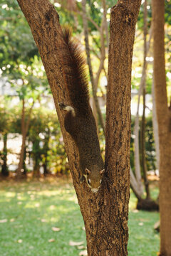 Close-up of a variable squirrel (Callosciurus finlaysonii). The squirrel is climbing a tree in a park in Thailand