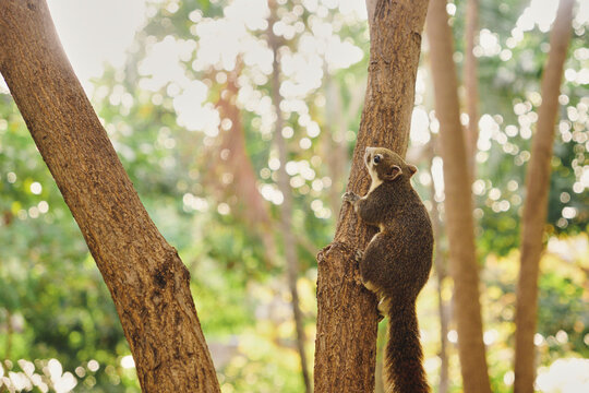 Close-up Variable squirrel (Callosciurus finlaysonii) on a tree