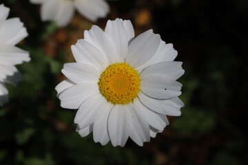 Fototapeta premium 日本の春の庭に咲く白い舌状花とオレンジ色の筒状花のヒナギクの花