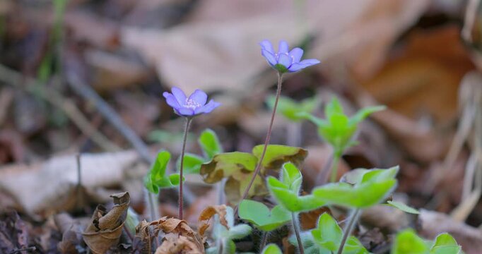 Hepatica nobilis (common hepatica) in bloom on spring forest floor