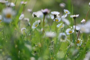 Lush cluster of common white daisies (Bellis perennis) blooming in a green spring field with a soft-focus bokeh background © UMIT