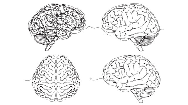 Brain anatomy sketch set with four detailed neuron and cerebral cortex line drawings in black ink on white